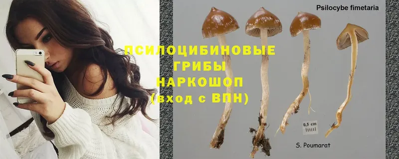 Галлюциногенные грибы Magic Shrooms  Ипатово 